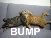 BUMP-cats.jpg