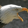Screamin Eagle