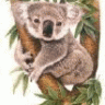 koala61