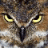 wiseowl1