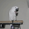 ParrotLover